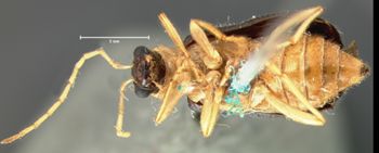 Media type: image; Entomology 18301   Aspect: habitus ventral view